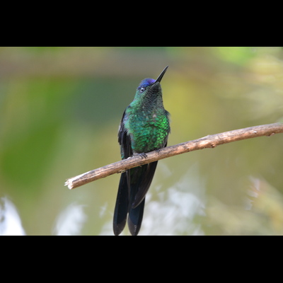 Violet-Capped Woodnymph